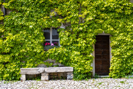 Building facade covered by ivy plantの写真素材