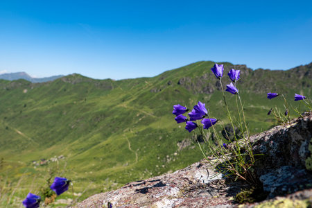 Bellfolwers in the Italian alps of Valbiandinoの写真素材
