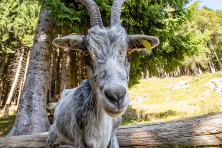 Close-up of a Goat in the alpsの写真素材