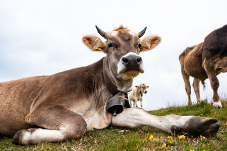 Cow on a grassland in the Italian Alpsの写真素材