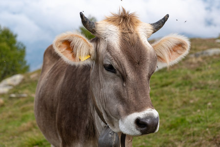 Close-up of a Cow in a grasslandの写真素材