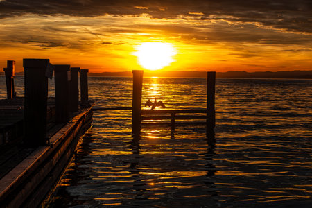 Cormorant at sunset on Lake Gardaの写真素材