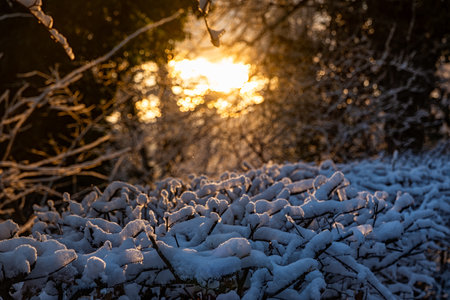 Snow on a tree in a forestの写真素材