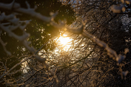 Snow on a tree in a forestの写真素材