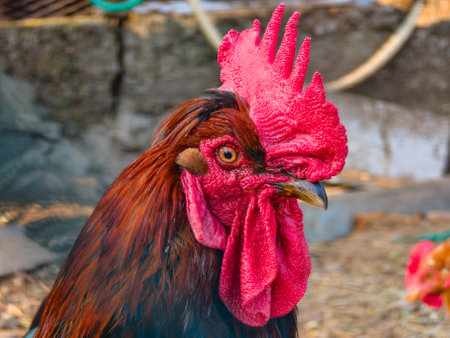 Close up of a rooster in a chicken coopの写真素材