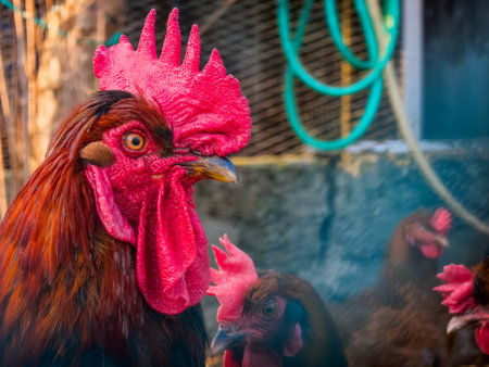Close up of a rooster in a chicken coopの写真素材