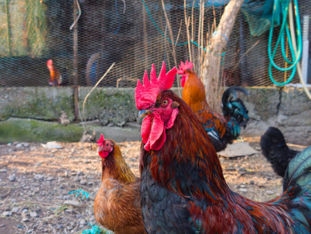 Close up of a rooster in a chicken coopの写真素材