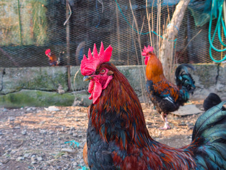 Close up of a rooster in a chicken coopの写真素材