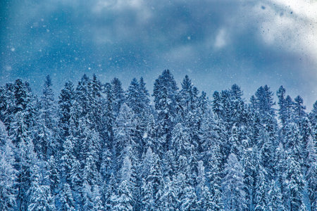 Snowfall in a forest of the alpsの写真素材