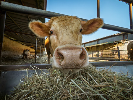 Close-up of a Cow in a Farmの写真素材
