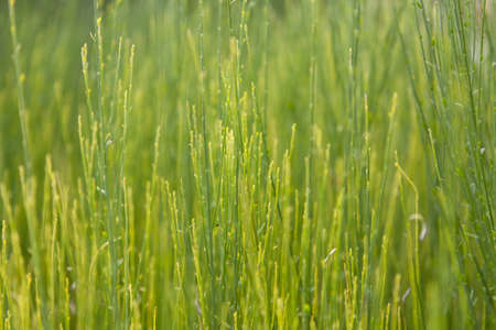 Green background. Grassの写真素材
