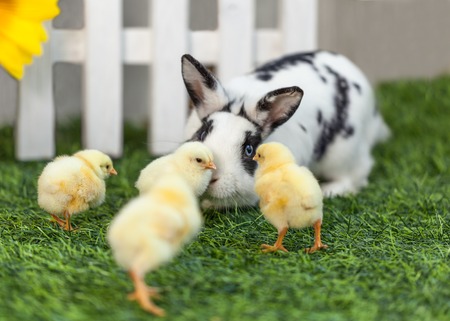 Black and white rabbit playing with little chicks in the garden on the green grass near a white fence.の写真素材