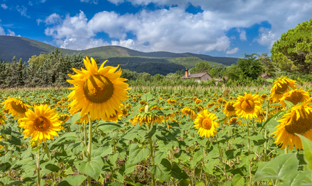 Field of beautiful blooming sunflowers. Landscapes of Tuscany, Italy. Rural house in the background.の写真素材