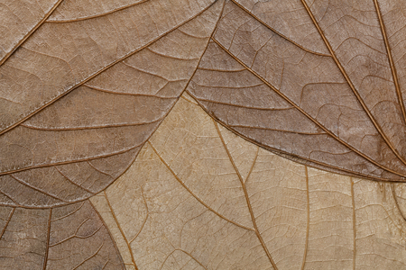 Texture of dry leaves close-up. Spring backgroundの写真素材