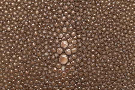 Genuine brown stingray skin closeup. Super macro Leather texture background.