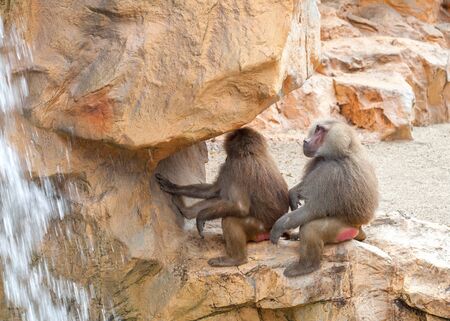 Brown hamadryas baboon sitting on a stone near the waterfall. Couple of two big monkeyの写真素材