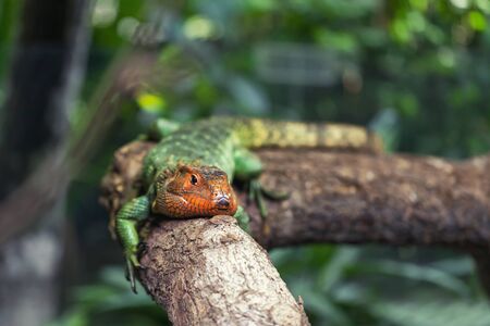 Big reptile green lizard rest on the tree and take sunbathe. Tropical exotic animals.の写真素材