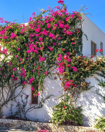 White old building entwined purple flowers bougainvillea in Santorini, Greece. Facade of european apartment in the summer.の写真素材