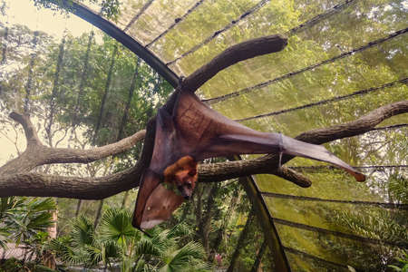 Amazing fluffy pteropus with brown fur and large wings stretches hanging on branch of green tree in...