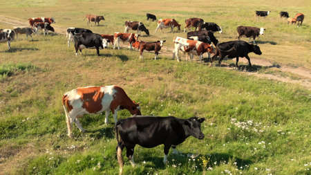 Drone flying over various brown horses and cow stand on green meadow and graze grass on the...