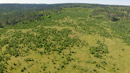 Birch grove and dense forests surround green meadows covering hills and fields under blue sky in...