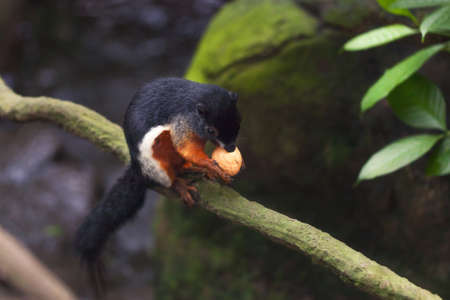 Tricolor asian prevost's squirrel sits on a stump in a rainforest and gnaw a nut. Closeup animal.の写真素材