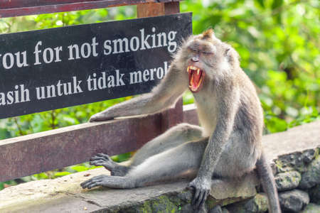 A big tired gray monkey sits near a poster with the inscription no smoking and with its mouth wide...