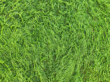 Forest nature backdrop Moss texture closeup. Mossy green background. Structure of grass. Macroの写真素材