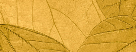 Texture of dry yellow autumn organic leaves background, macro. Structure of golden natural leaf with...
