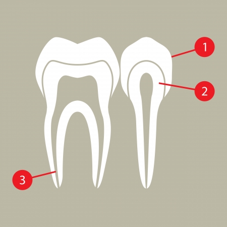 Diagram of teethのイラスト素材