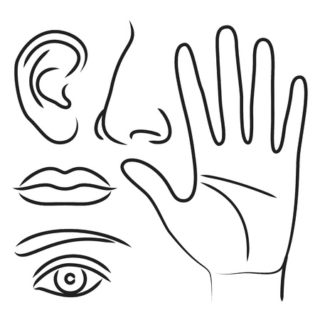 Sensory organs hand, nose, ear, mouth and eyeのイラスト素材