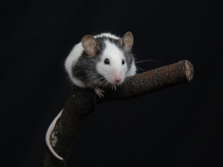 Chinese mouseの写真素材