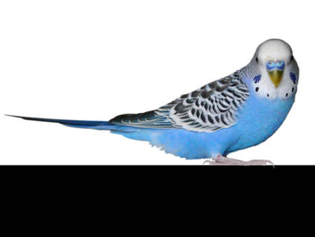 Wavy house blue parrot isolated on a white backgroundの写真素材