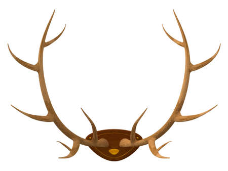 The hunting trophy a stuffed animal - horns of a deer isolatedの写真素材