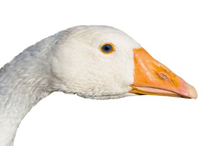 Head of the goose close up isolated on a white backgroundの写真素材