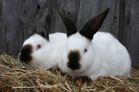 White California rabbit in the hayの写真素材