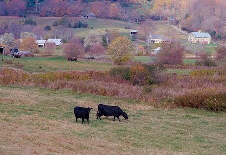 Two Cows in the Foreground with Rolling Farmland in the Background