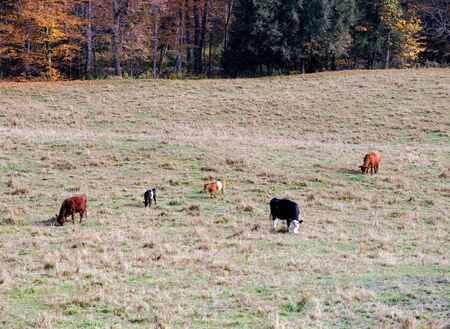 A Family of Cows Grazes on Beautiful Farmlandの写真素材