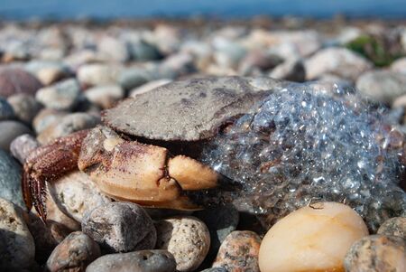 A crab makes bubbles as it breathes air on a rocky beach with a horizon in the background on a sunny day in closeup.の写真素材
