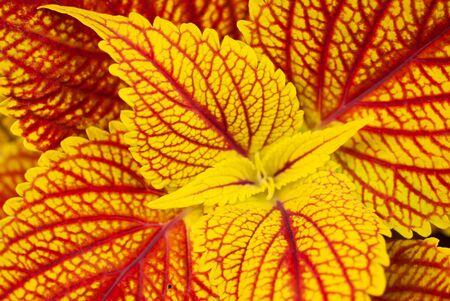 Suitable for a background or wallpaper with bright yellow and red poisonous leaves filling the frame.の写真素材