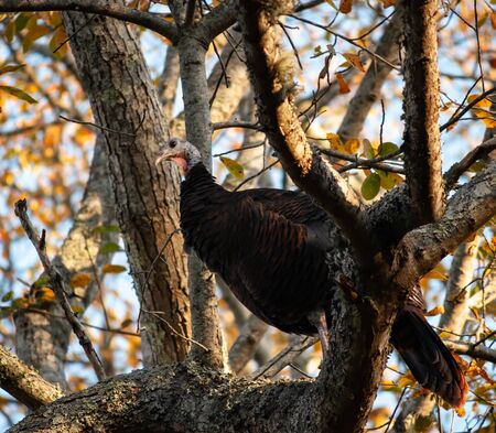 A Turkey perches by a roost in a tall tree watching carefully with its black eye and ruffled feathers.の写真素材