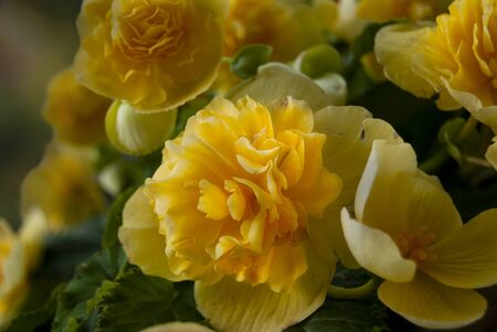 Creamy yellow begonia cluster with soft low light and an out of focus background.