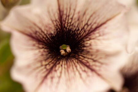 A closeup of a petunia elegans flower bloom in brown and white.の写真素材