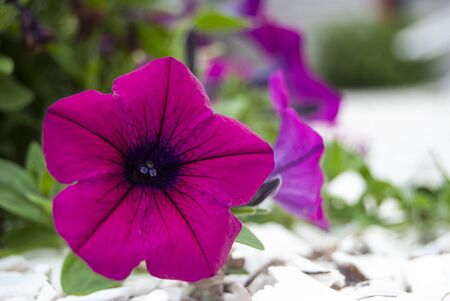 Pink Morning Glory Flowers Along the Groundの写真素材