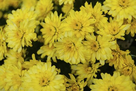 Bright Yellow Mums Falling off to Bokehの写真素材