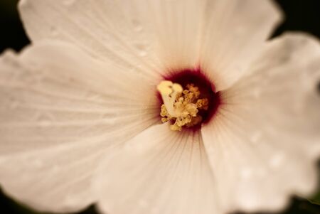 White hibiscus flower with a deep red centerの写真素材