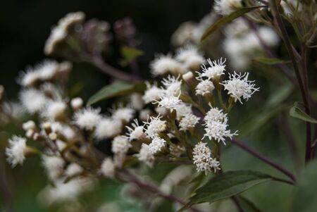 Cluster of white blossoms in a meadow