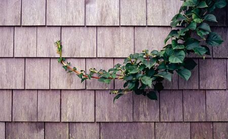 A Vine Snakes Along a Cedar Shingled Wallの写真素材