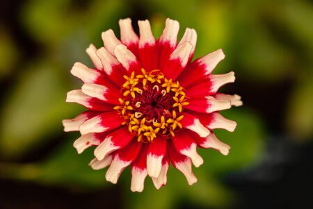 A Red Yellow and White Zinnia in Closeupの写真素材