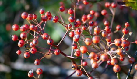 A clump of red berries in fallの写真素材